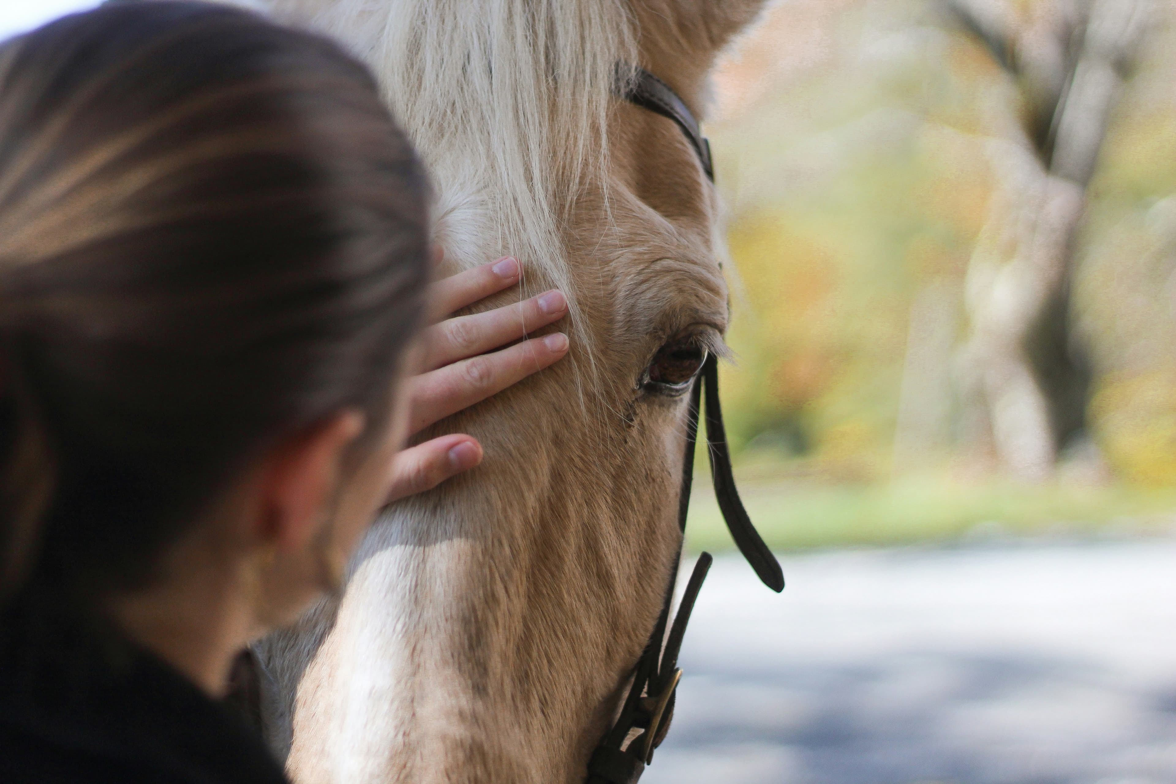 Horse care detail showing a calm provider interaction.
